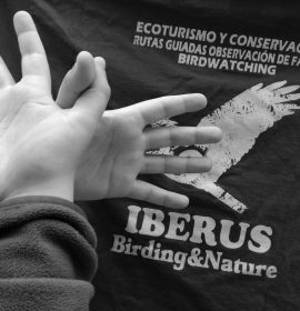 Twitter : @IberusBirding (Iberus Birding)