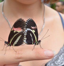 El efecto mariposa puede cambiar el mundo