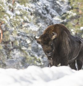 Largest mammal of Europe Largest mammal of Europe