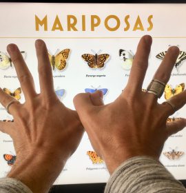 Mariposas Mariposas