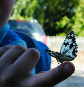 The kid and the marbled white