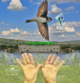 WIR SETZEN DAS SIGNAL ZUM SCHUTZ DER HARZER-UFERSCHWALBEN, DIE ZUKUNFT IST DIE AKTION DER NATURA 2000 WIR SETZEN DAS SIGNAL ZUM SCHUTZ DER HARZER-UFERSCHWALBEN, DIE ZUKUNFT IST DIE AKTION DER NATURA 2000