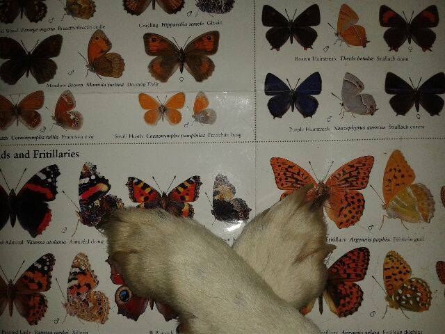 Murphy the dog making a butterfly symbol!-BirdWatch Ireland