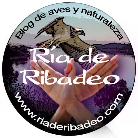 Twitter : @RiadeRibadeo (Ría de Ribadeo)