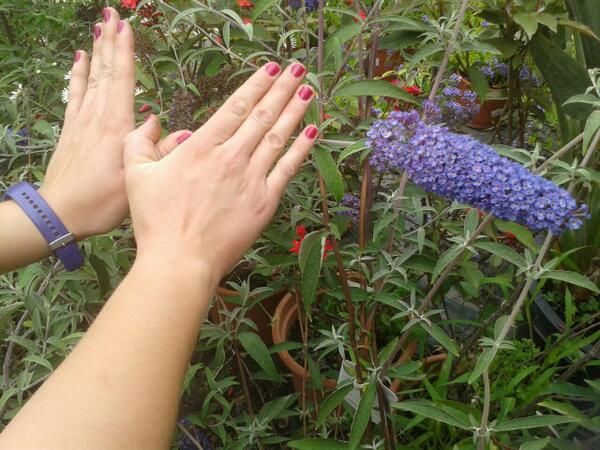 Twitter : @proyectos11 (Viveros Infraplant)