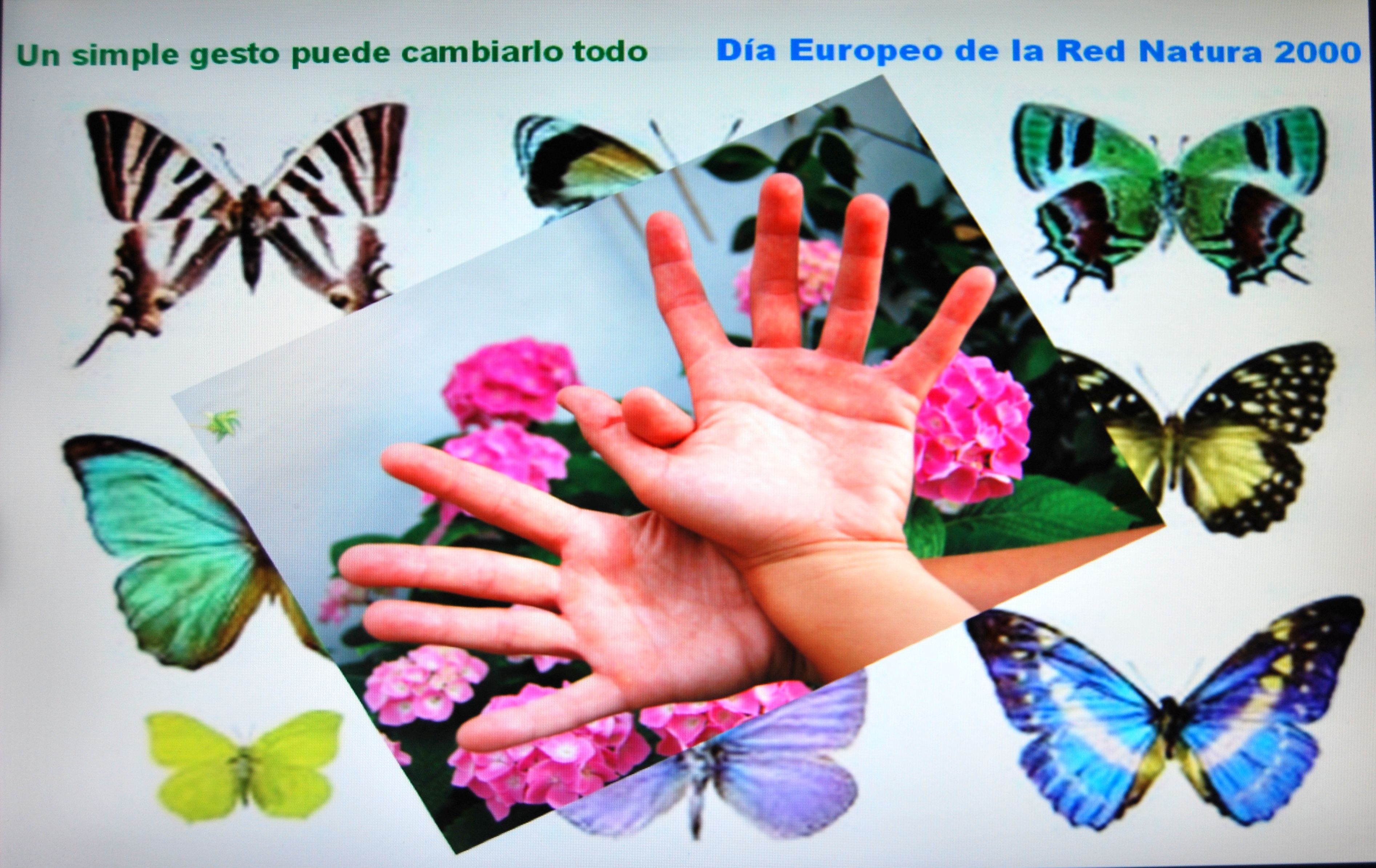 Mariposas