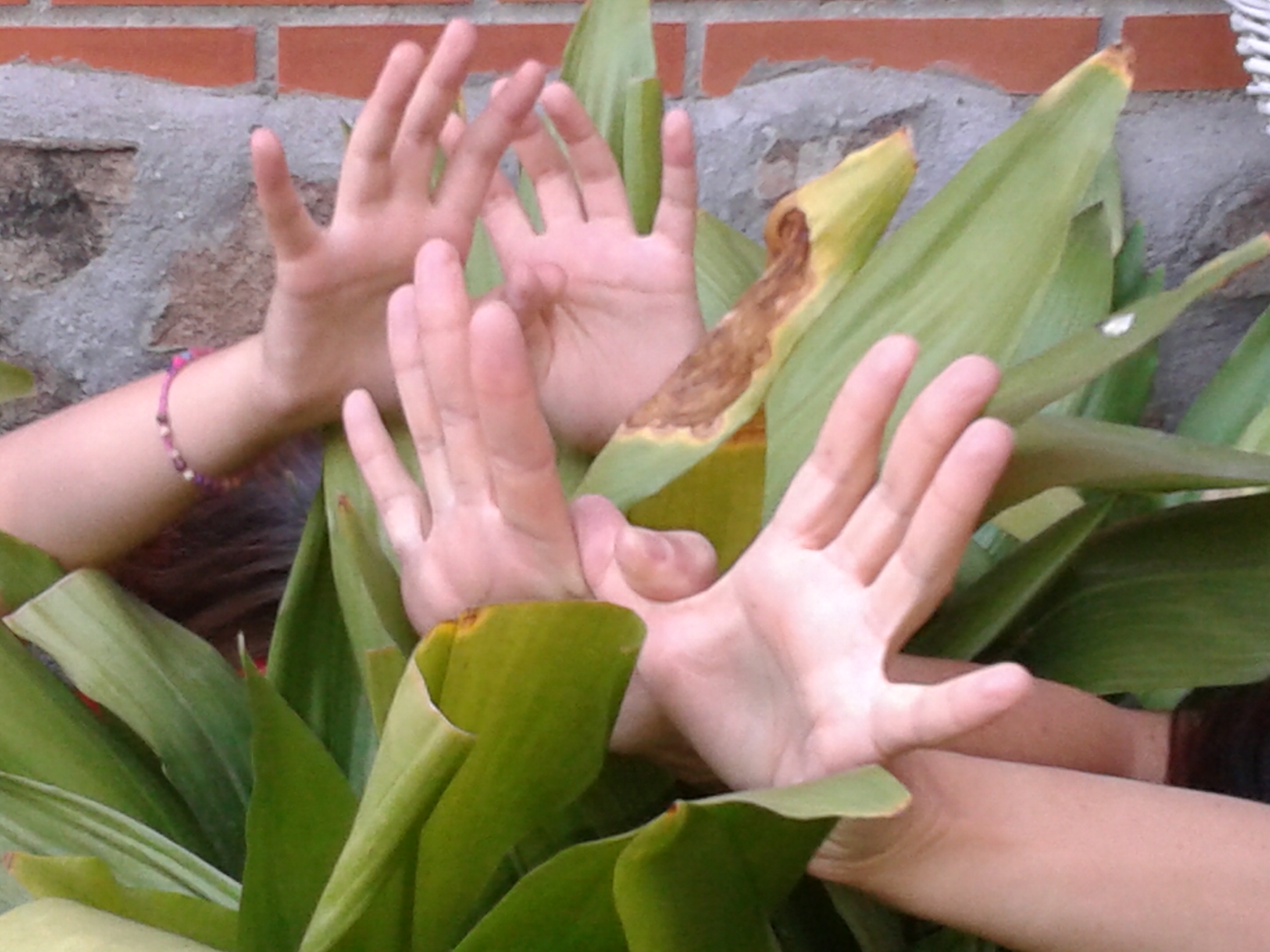 plantas