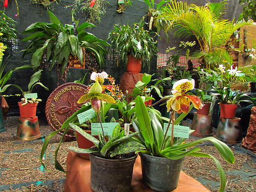 Alas para la biodiversidad