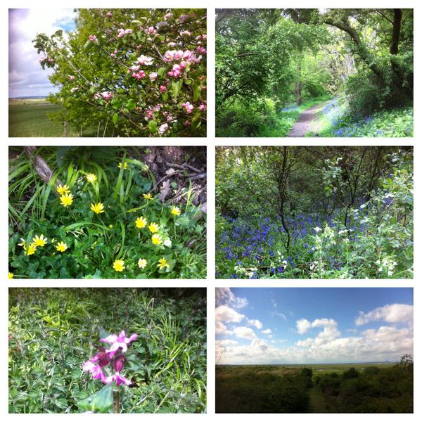 Twitter : @fonkm (North Kent Marshes)