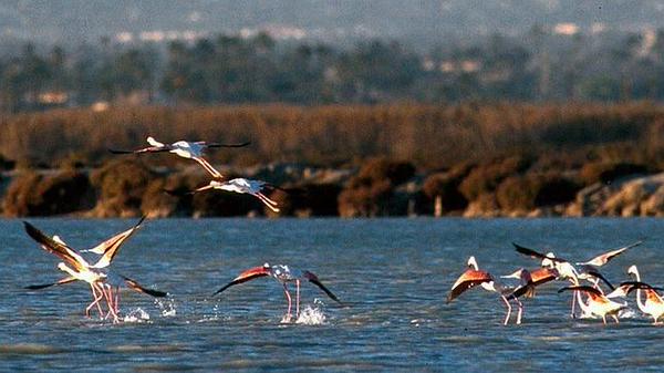 Twitter : @FBiodiversidad (F Biodiversidad)