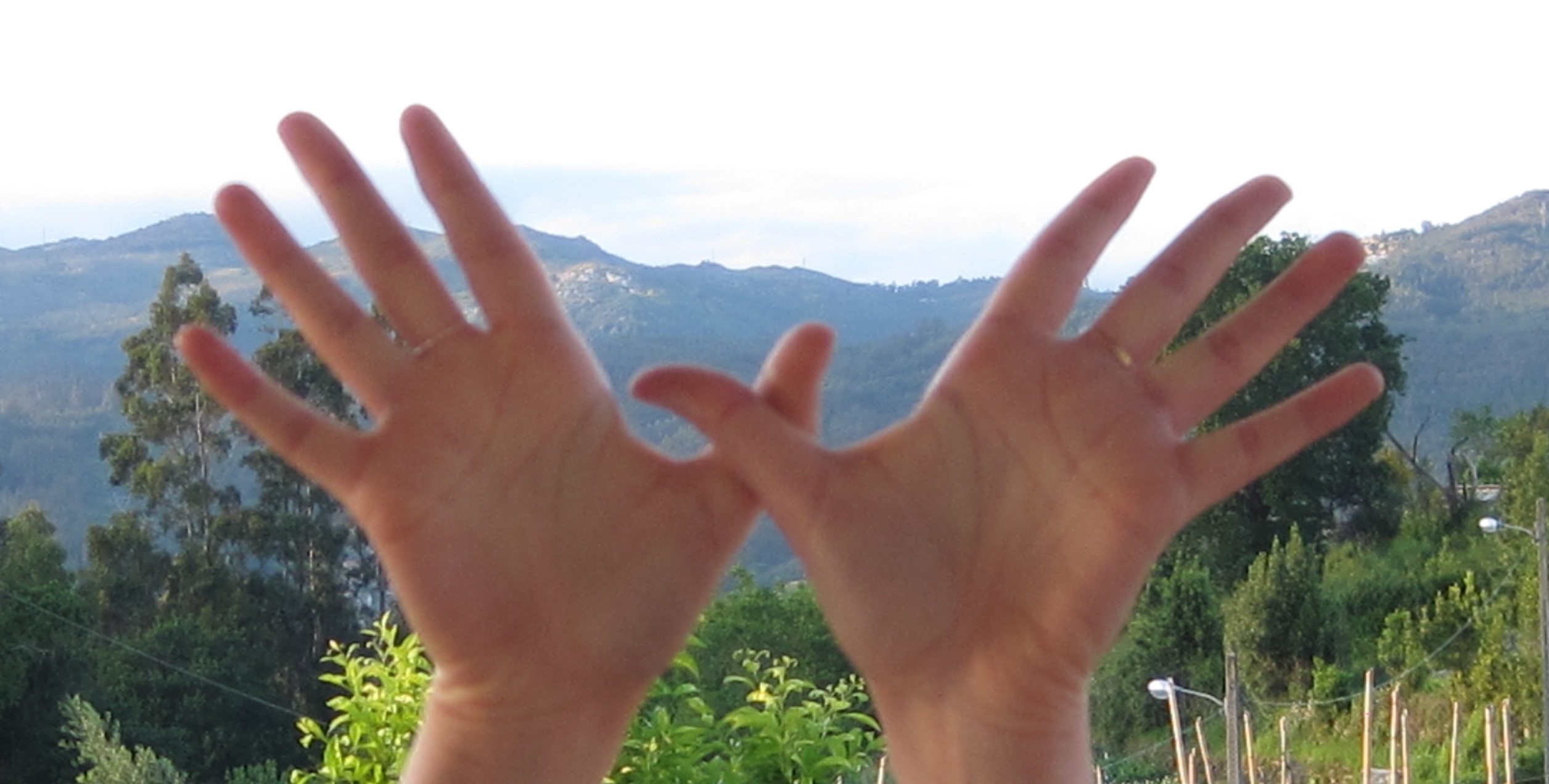 Mariposa en la naturaleza