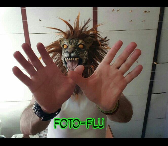 El lobo no es tan fiero como lo pintan. Lobo vivo.