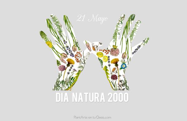 Twitter : @PlantArte_Oasis (Plantarte entu Oasis)