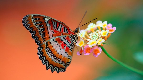 Twitter : @Flores_Azahar (Un mundo de flores)