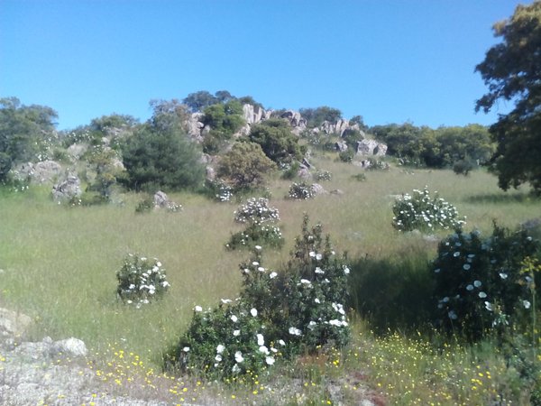 Twitter : @ambientero (El Ambiente Entero)