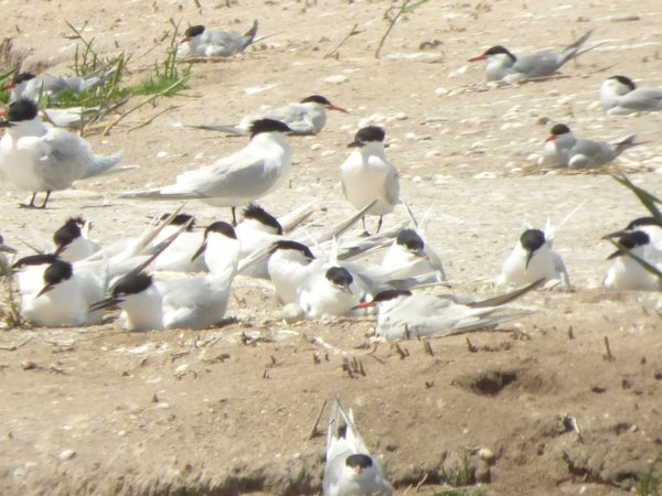 Twitter : @BirdingACTIO (ACTIO Birding)