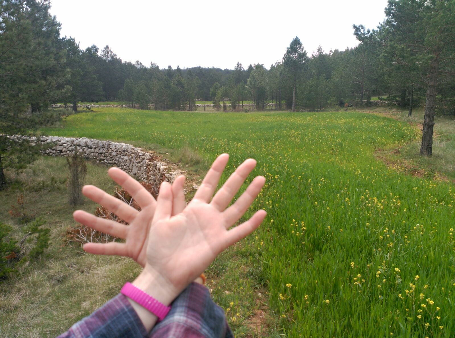 mariposas en la pradera