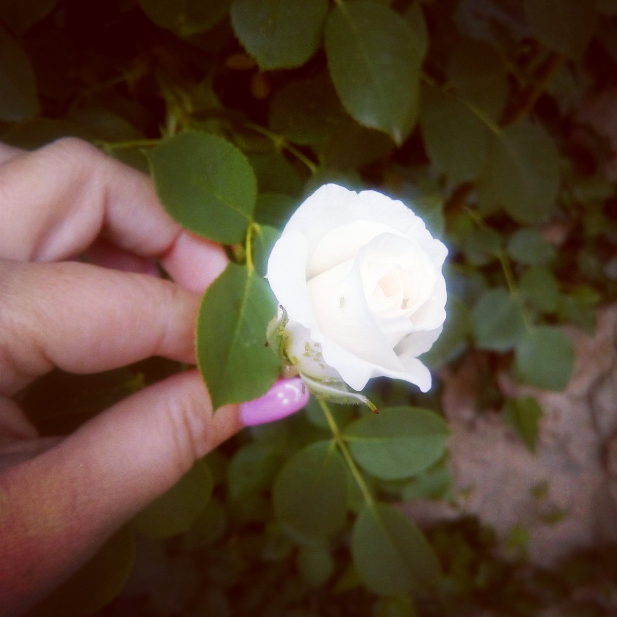 Twitter : @Su_al_ma (Y que mas da?)