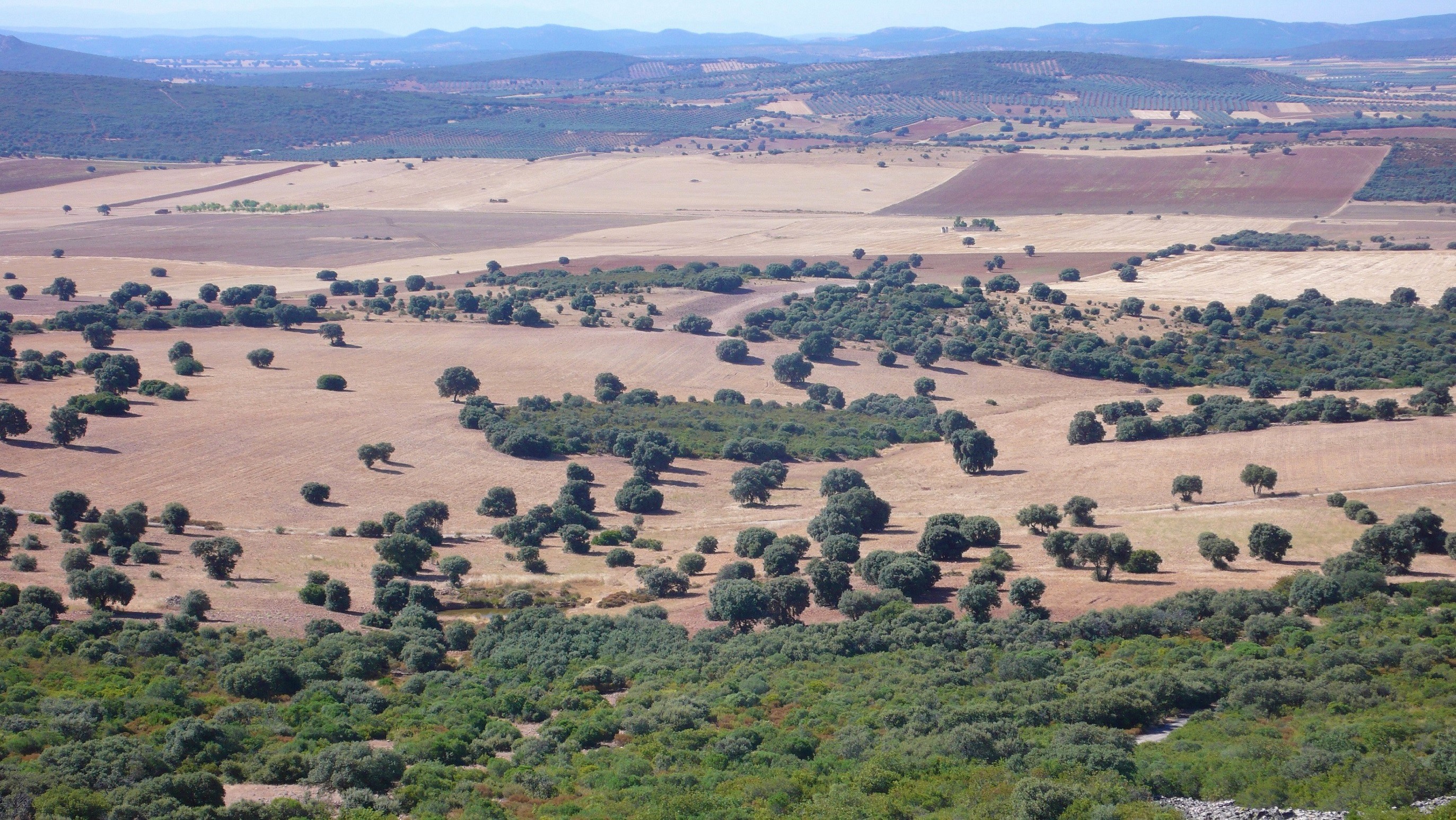 Mosaico agrícola y forestal del Campo de Montiel Mosaico agrícola y forestal del Campo de Montiel
