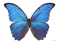 Mariposa_V Mariposa_V